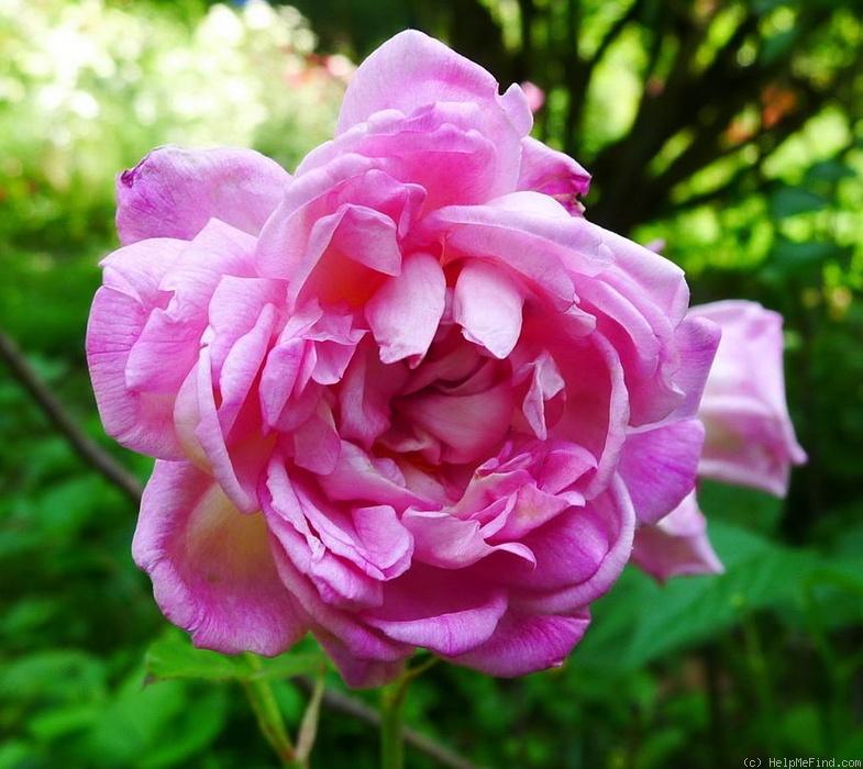 'Sisi Ketten (polyantha, Ketten, 1900)' rose, click to enlarge 'Sisi Ketten (polyantha, Ketten, 1900)' rose photo