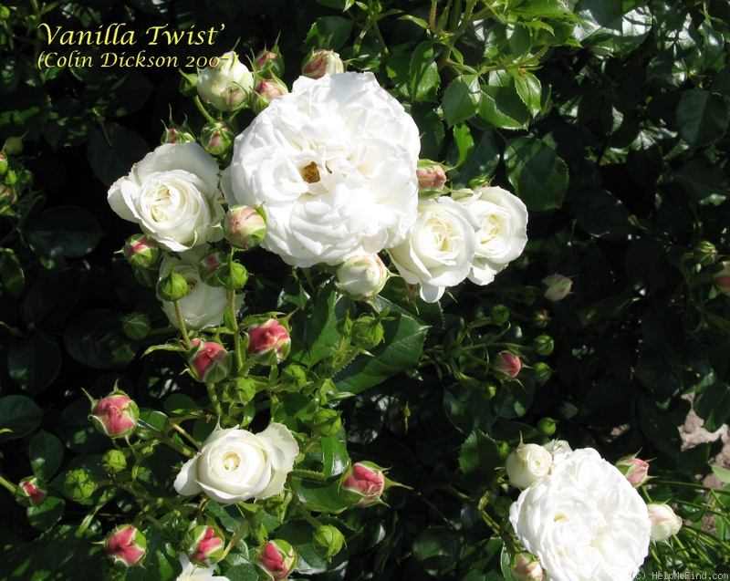 'Vanilla Twist' rose photo