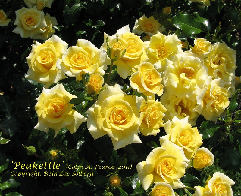 'PEAkettle' rose photo
