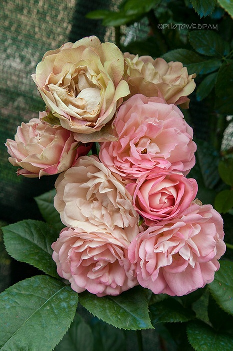 'Acropolis ®' rose photo