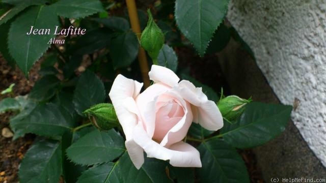 'Jean Lafitte' rose photo