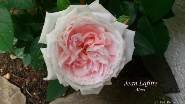 'Jean Lafitte' rose photo