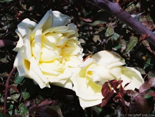 'Alliance Franco-Russe' rose photo