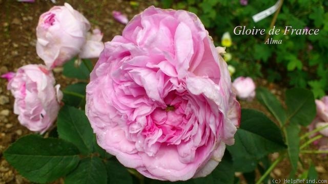 'Gloire de France (gallica, Hardy pre-1836)' rose photo