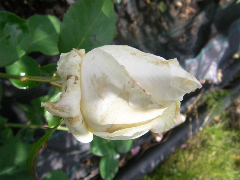 'Gloire Lyonnaise' rose photo