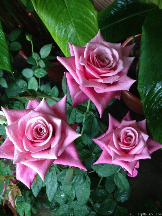'Ballet ® (hybrid tea, Kordes 2001)' rose photo