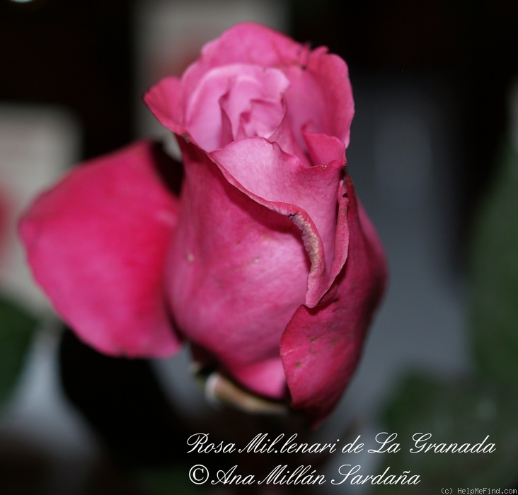'Mil-lenari de la Granada' rose photo