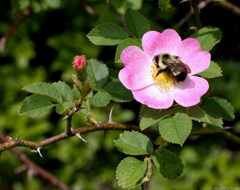 'R. eglanteria' rose photo