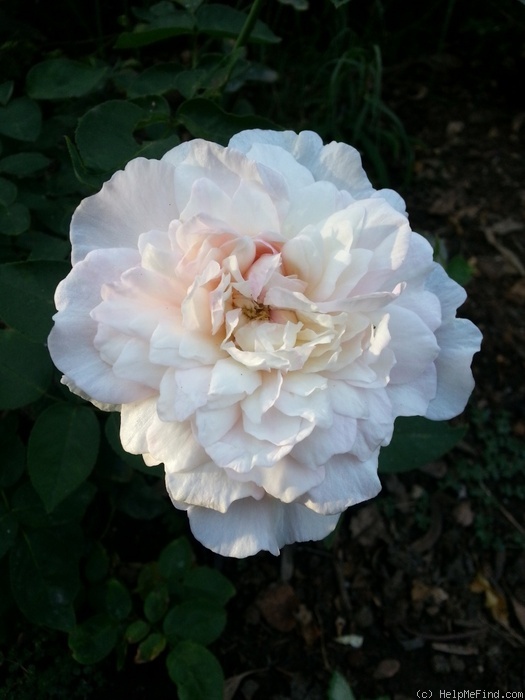 'Madame Cornélissen' rose photo