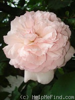 'Alexandra - Princesse de Luxembourg ®' rose photo