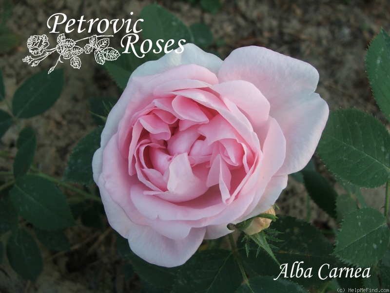 'Carnea Maxima (Alba)' rose photo