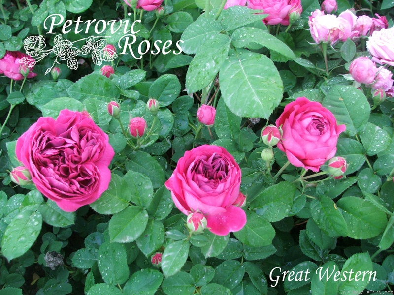 'Great Western (hybrid bourbon, Laffay 1838)' rose, click to enlarge 'Great Western (hybrid bourbon, Laffay 1838)' rose photo