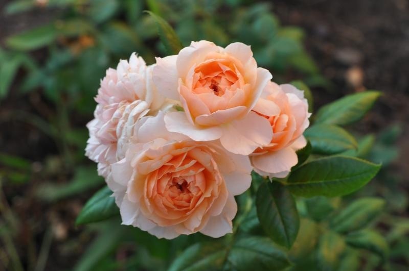 'Kizuna ® (shrub, Massad, 2012)' rose photo