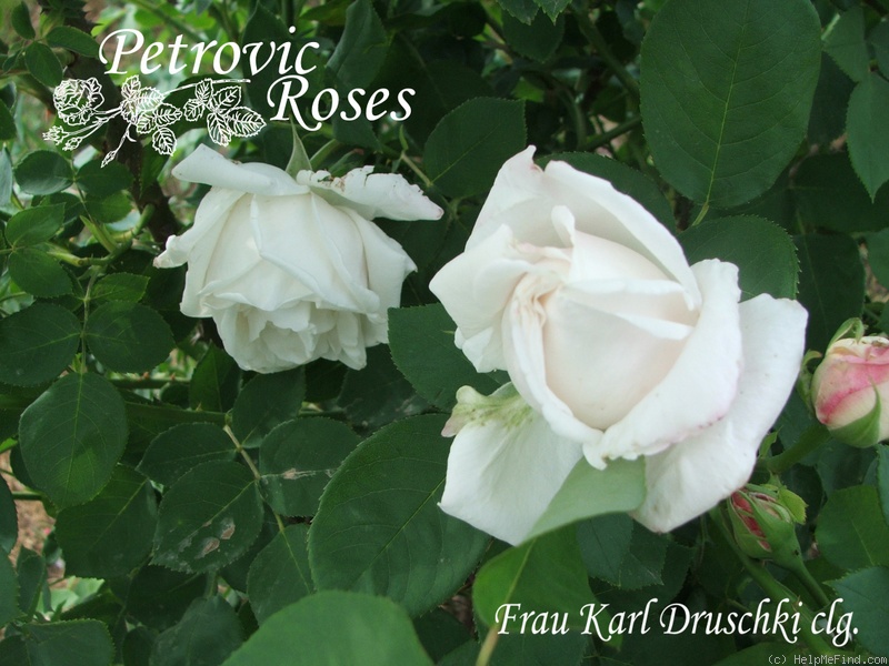 'Climbing Frau Karl Druschki' rose photo