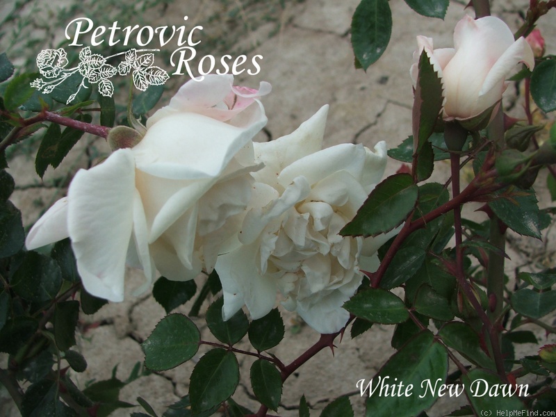 'New Dawn White' rose photo