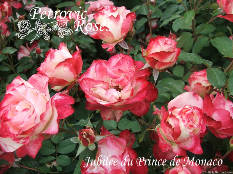 'Jubilé du Prince de Monaco ®' rose photo