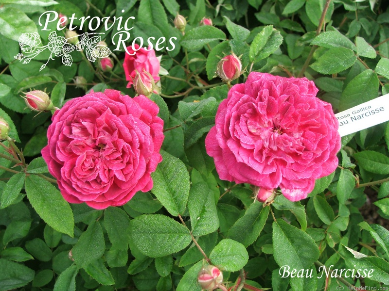 'Beau Narcisse' rose photo