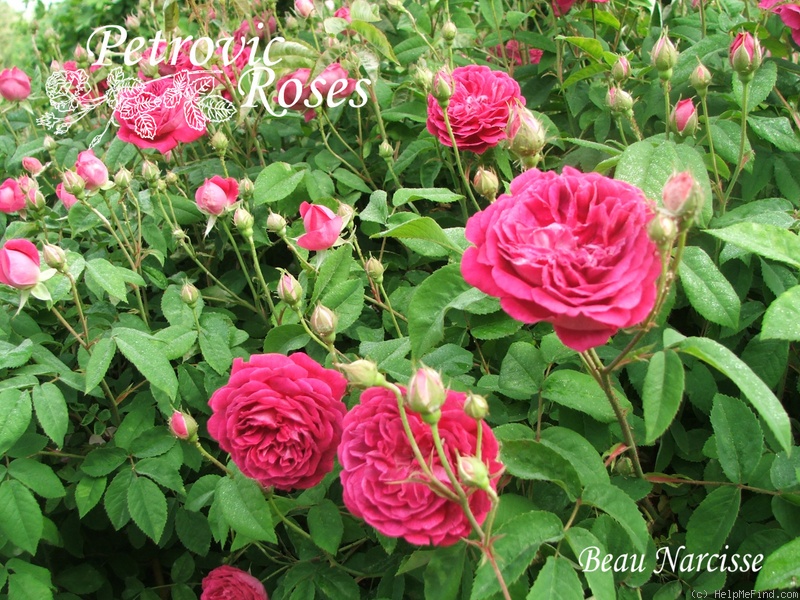 'Beau Narcisse' rose photo
