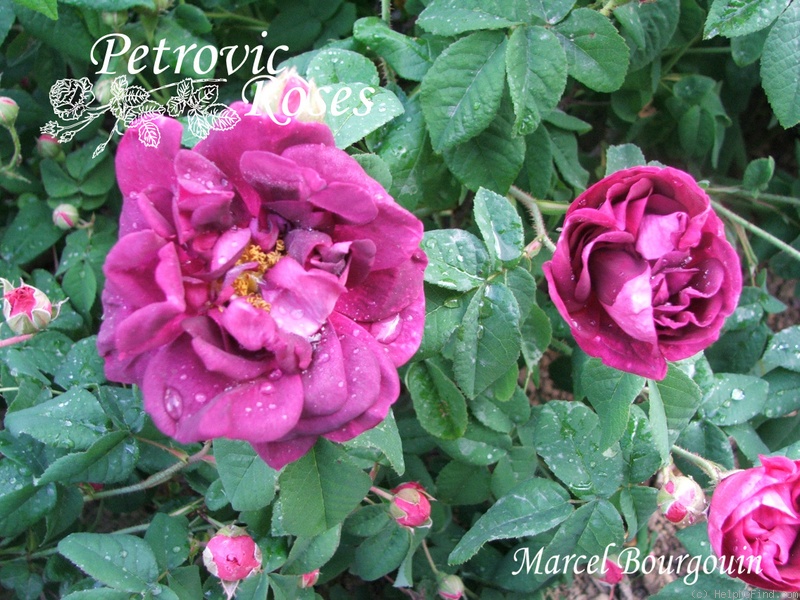 'Marcel Bourgouin' rose photo