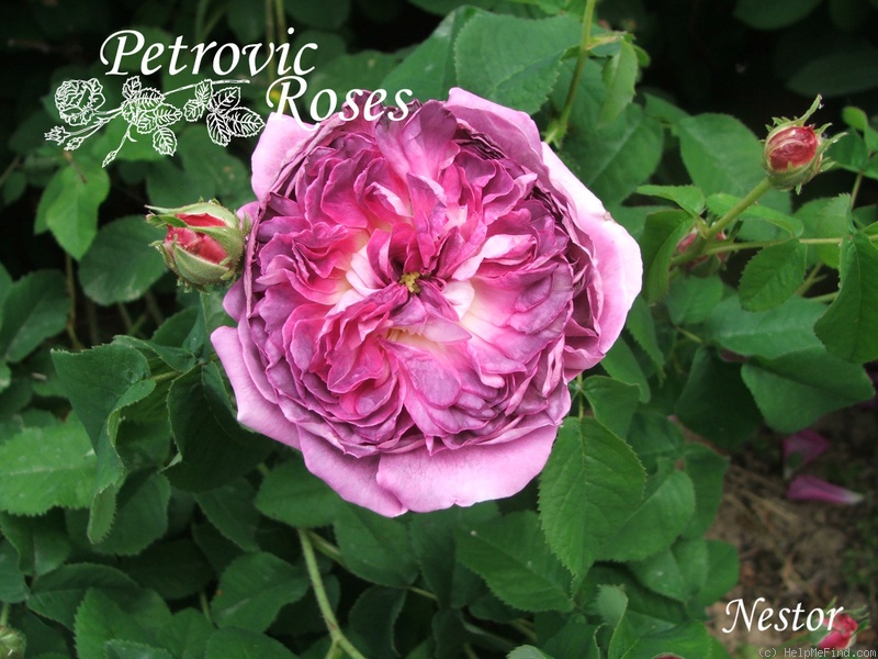 'Nestor (hybrid gallica, Vibert 1834)' rose photo