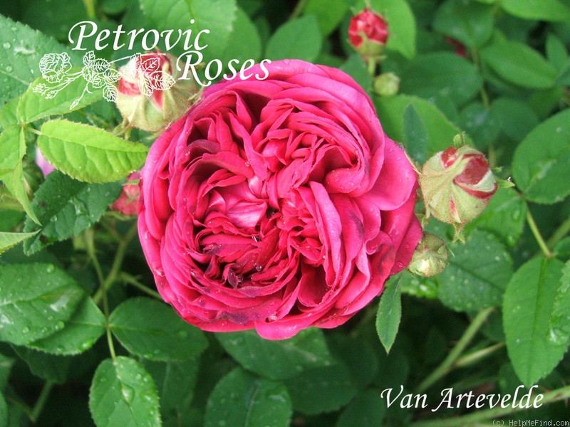 'Van Artevelde' rose photo