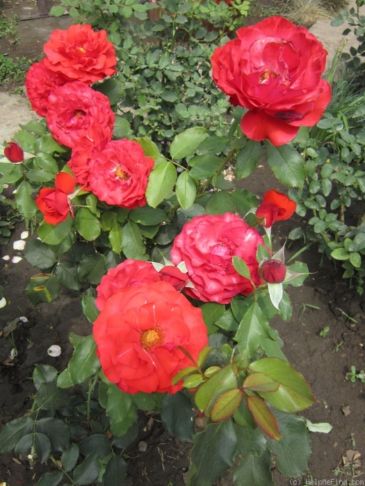 'Elegy' rose photo