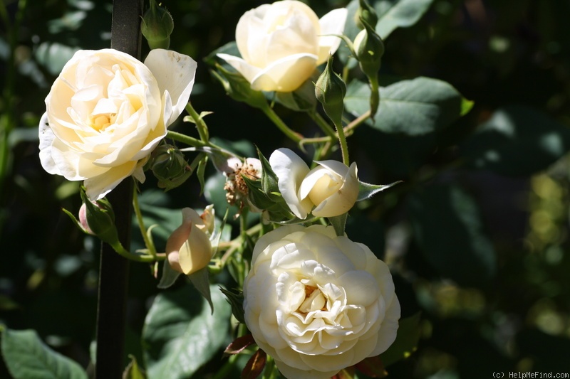 'White Heritage' rose photo
