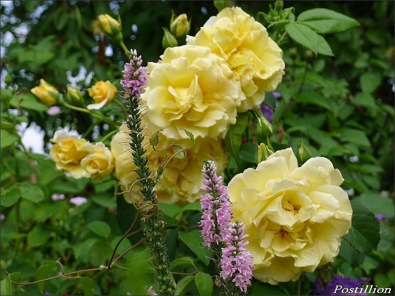 'Postillion ® (shrub, Kordes 1998)' rose photo