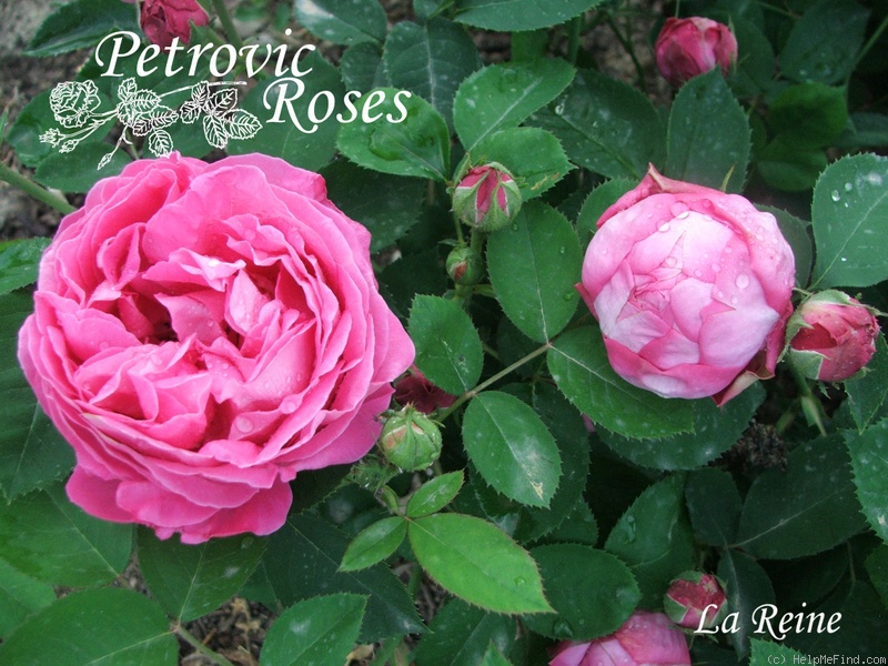 'La Reine' rose photo