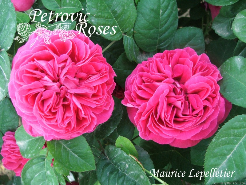 'Maurice Lepelletier' rose photo