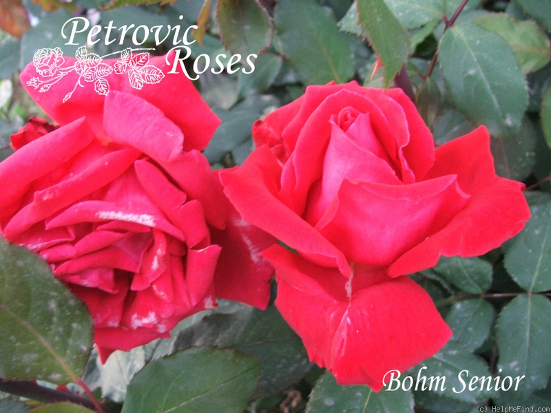 'Böhm Senior' rose photo