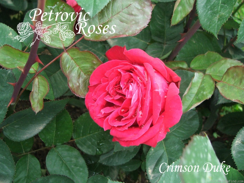 'Crimson Duke' rose photo