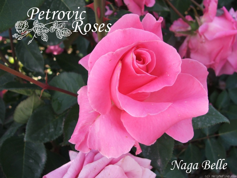 'Naga Belle ™' rose photo
