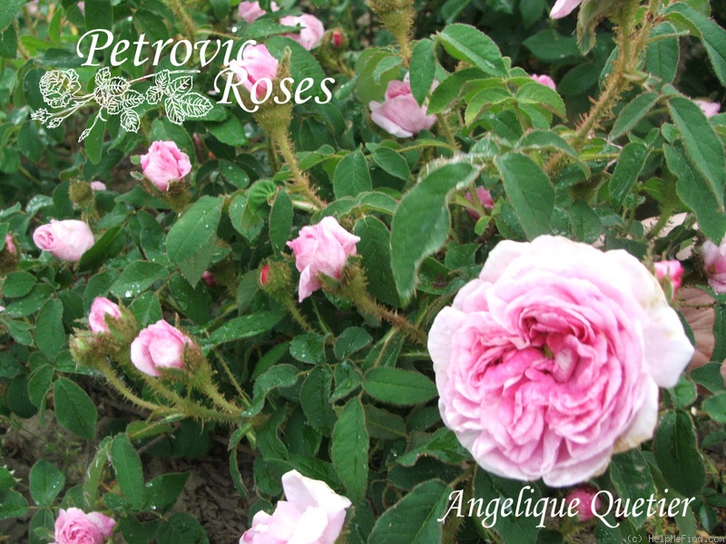 'Angelique Quetier' rose photo