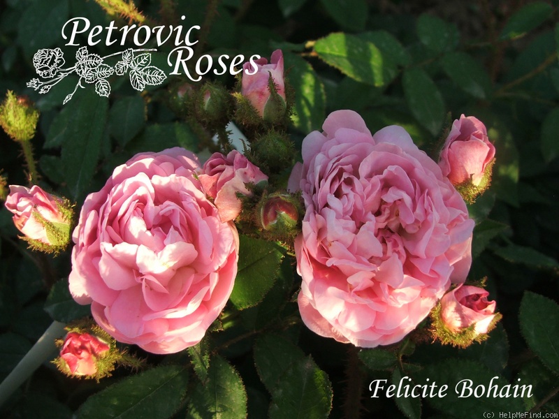 'Félicité Bohain' rose photo