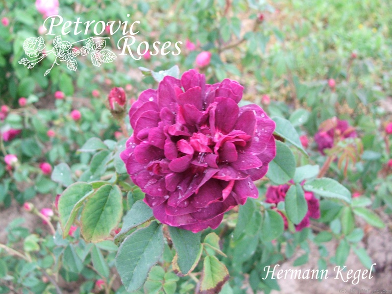 'Hermann Kegel' rose photo