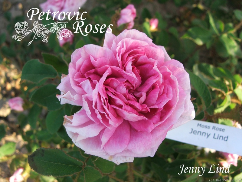 'Jenny Lind' rose photo