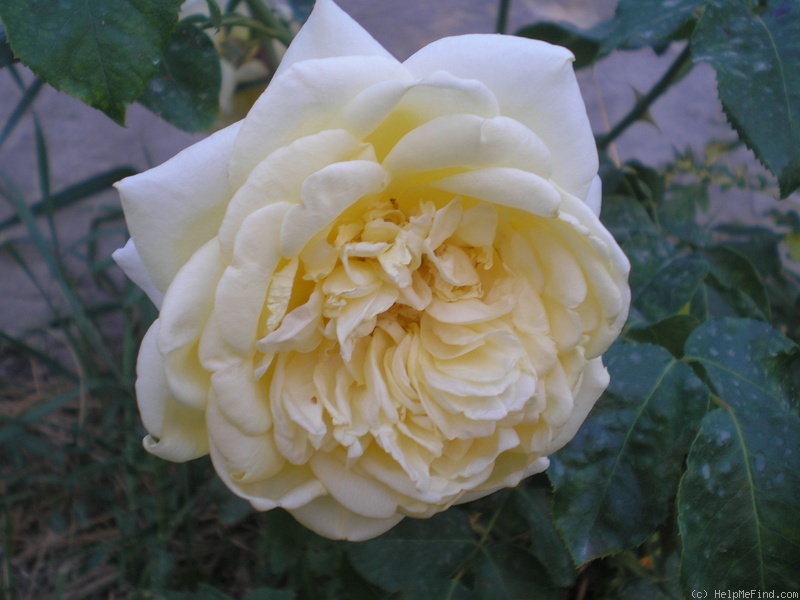 'Casino ®' rose photo