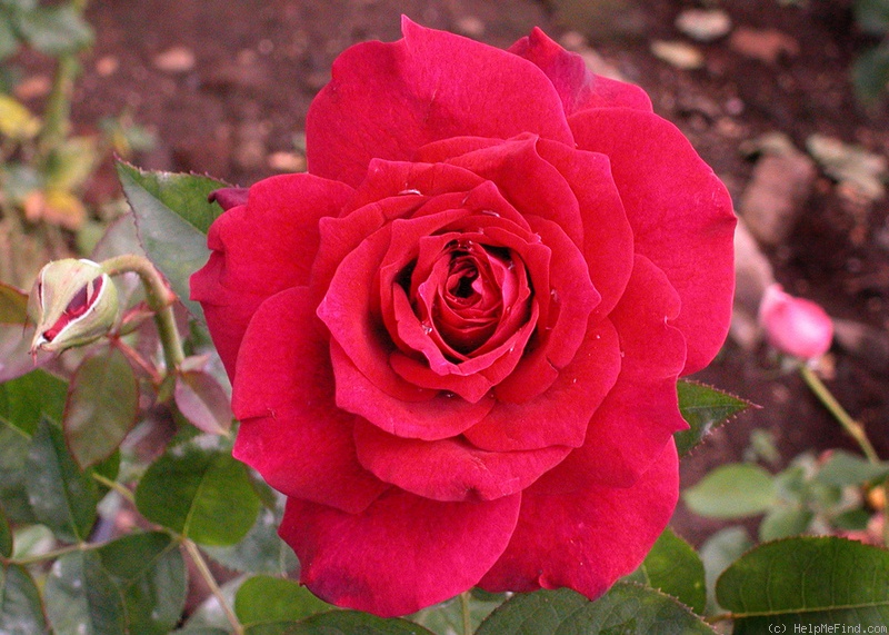 'The 777 Rose' rose photo