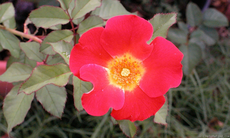 'Be-Bop ™' rose photo