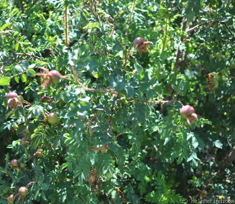'<i>Rosa spinosissima</i> var. <i>chaboissaei</i> Rouy' rose photo