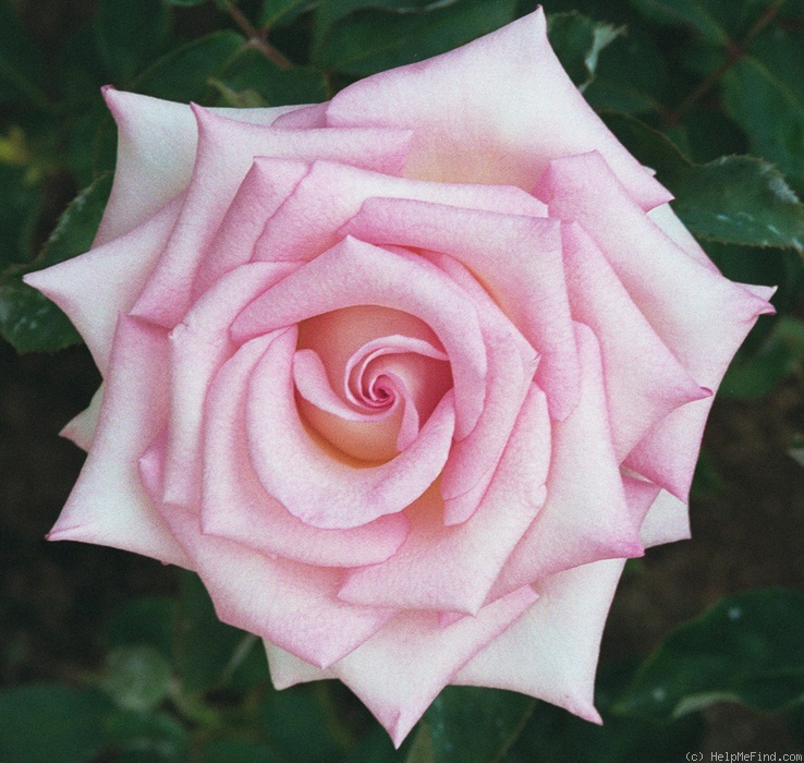 'Dr. Bob Harvey' rose photo