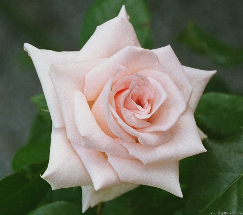 'Esther ® (Florist rose, Kordes)' rose photo