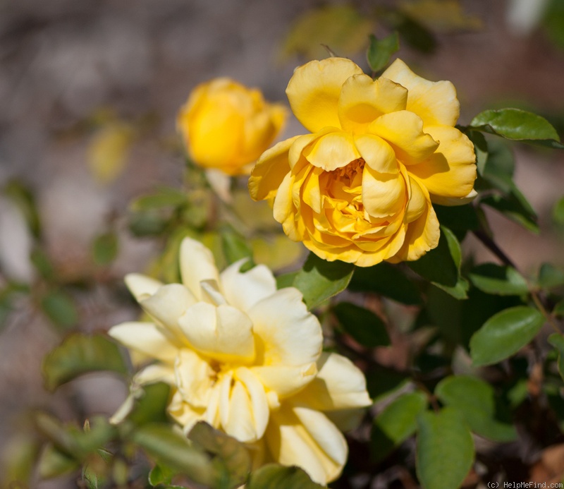 'San Luis Rey' rose photo