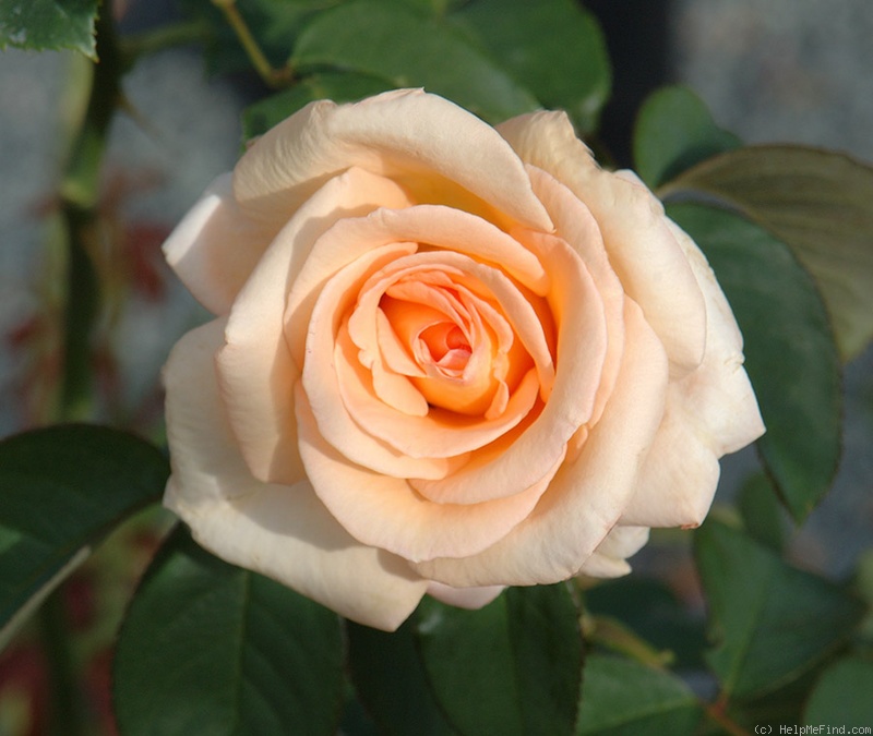 'Exotica ®' rose photo