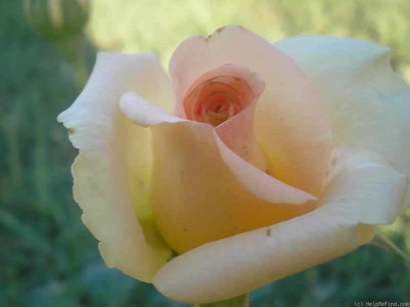 'Versilia®' rose photo