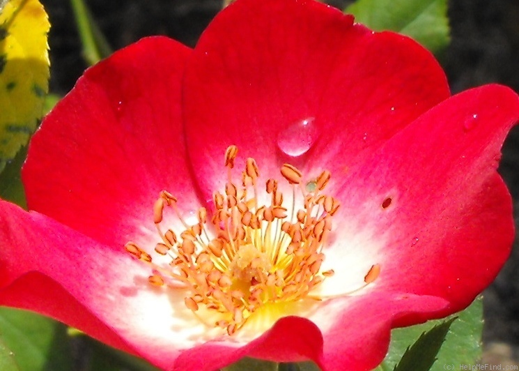 'CLEsong' rose photo