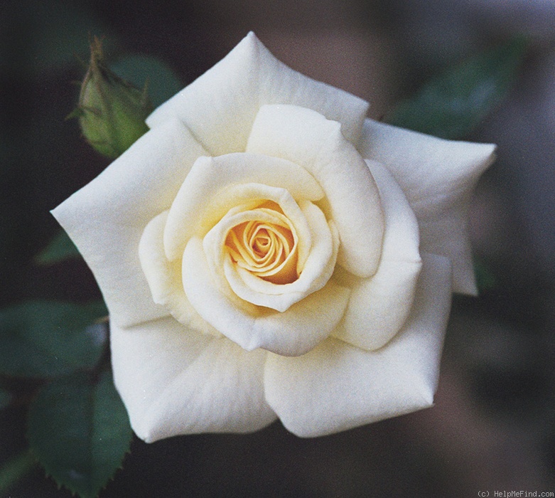 'Fairhope' rose photo