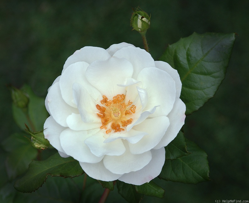 'Fragrant Wave ™' rose photo