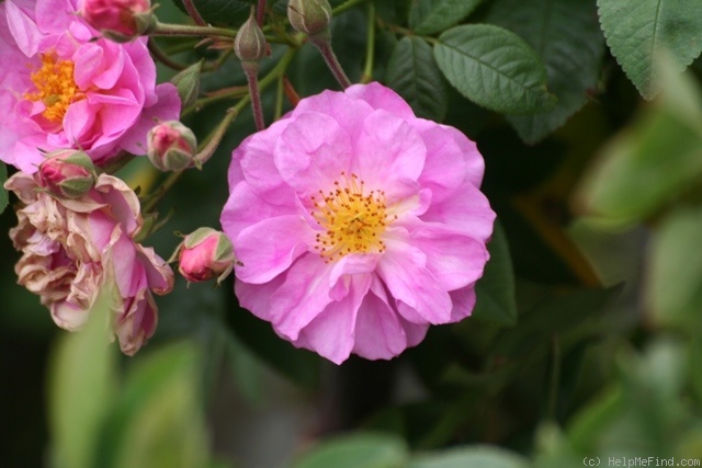 'Natal Briar' rose photo